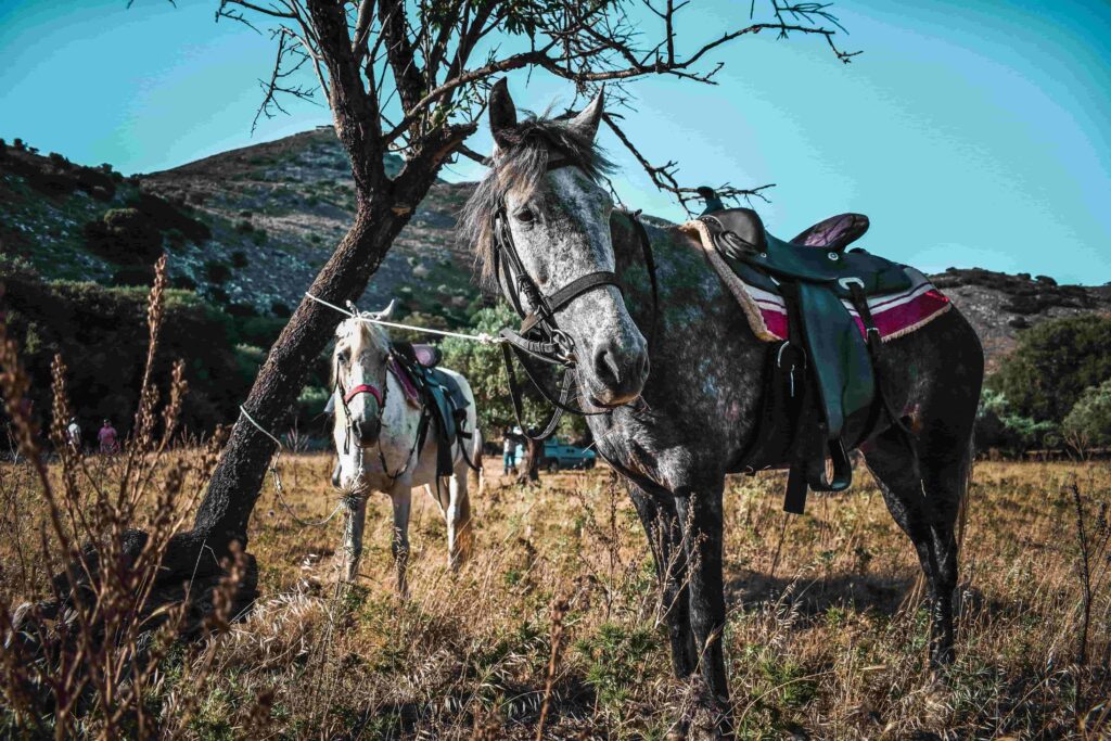 Two donkeys grazing in the serene countryside of Crete, surrounded by rolling hills and rural beauty."